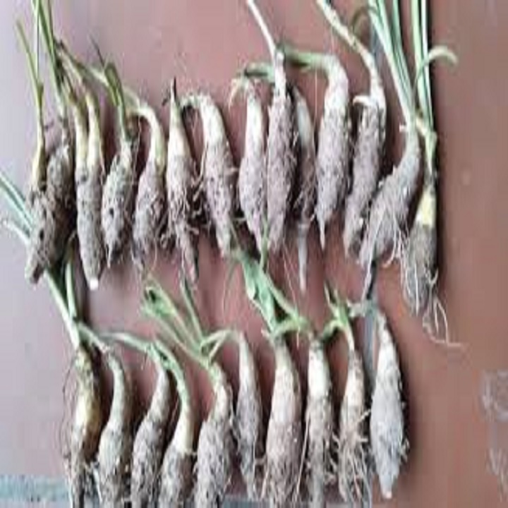 CỦ GIỐNG HOA HUỆ TA TRẮNG THƠM