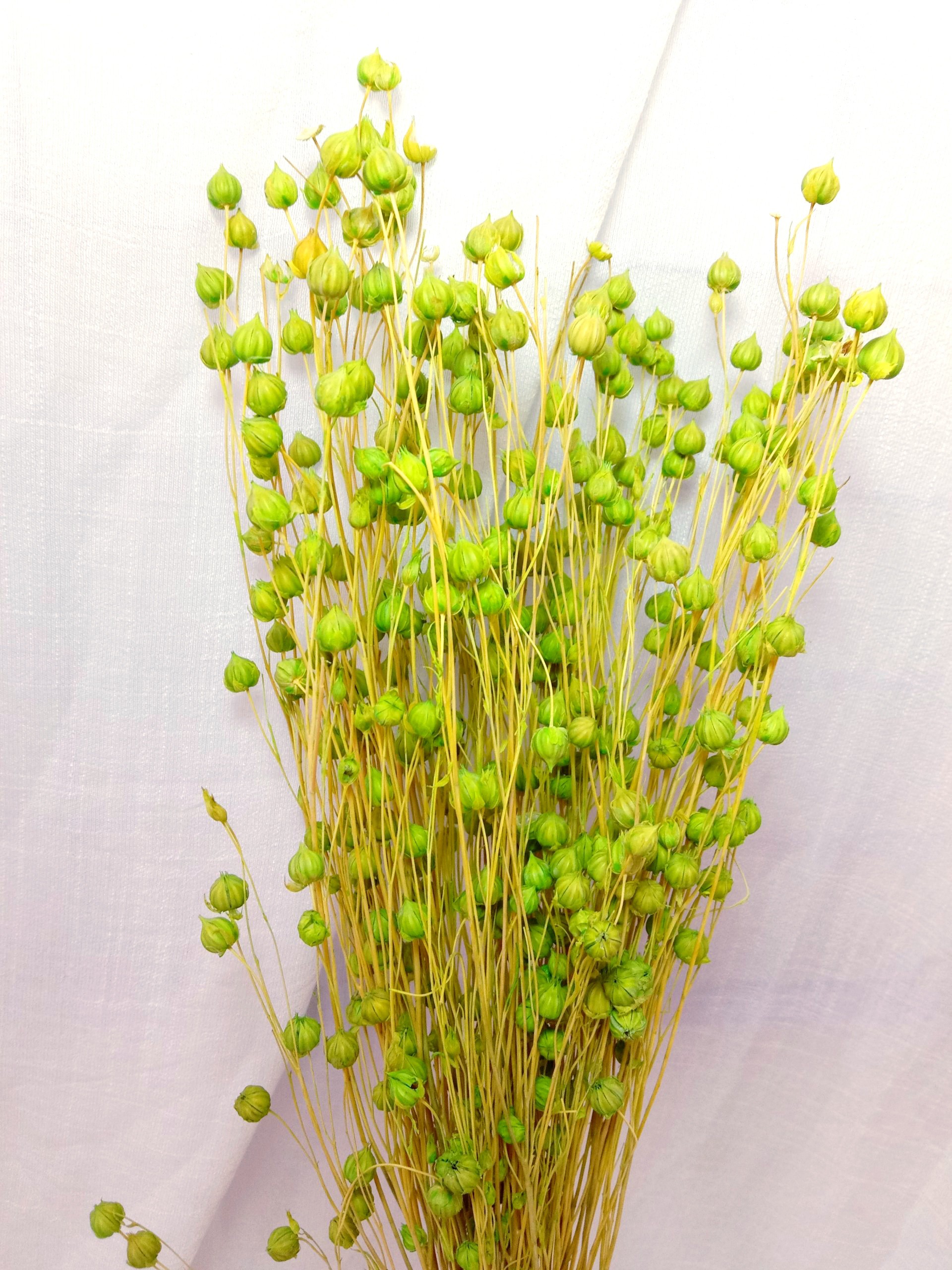 hoa khô flax, cỏ khô linum, cành hạt đậu