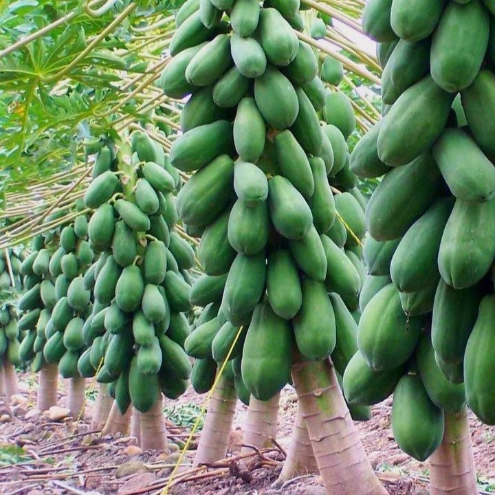 Cây đu đủ lùn ruột đỏ Đài loan