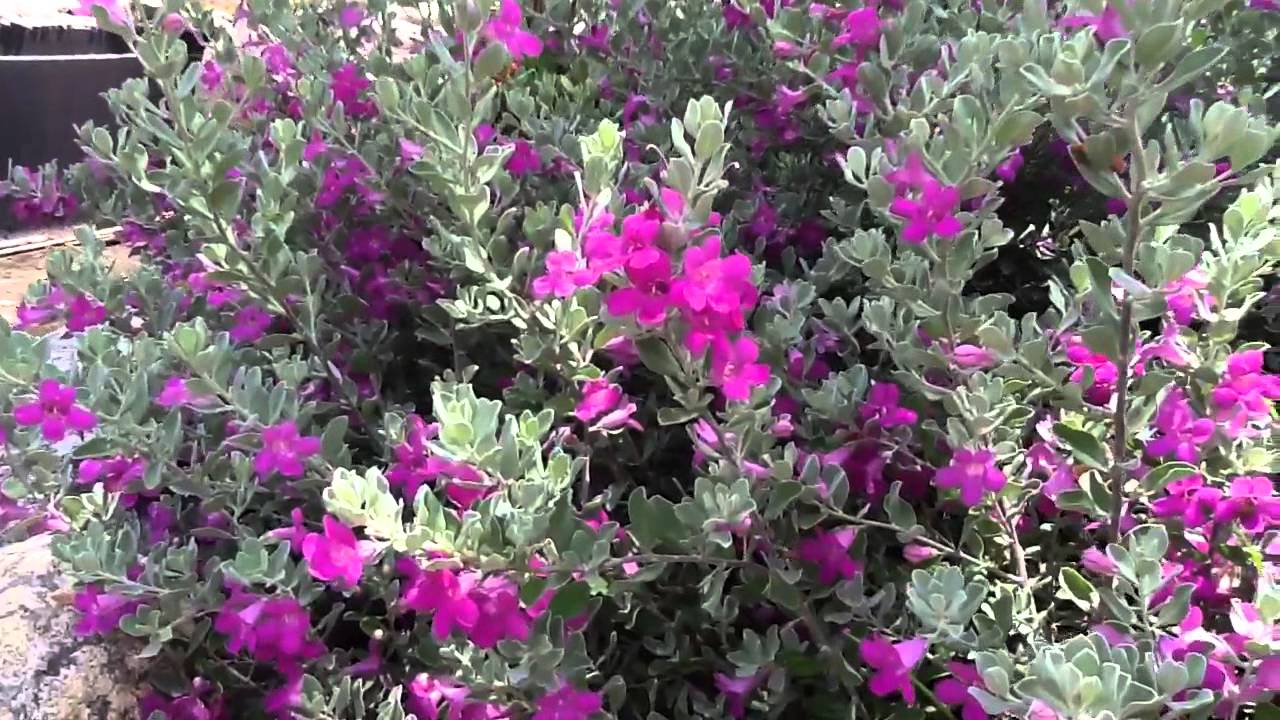 CHẬU HOA TUYẾT SƠN PHI HỒ (TUYẾT SƠN PHI HỒNG)