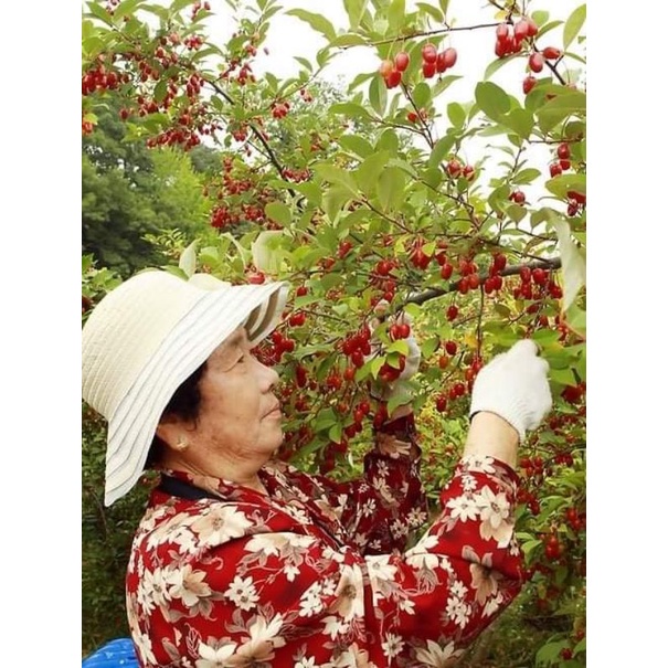 CÂY GIỐNG NHÓT NGỌT CHERRY SIÊU SỚM ( giao siêu nhanh cam kết chất lượng)