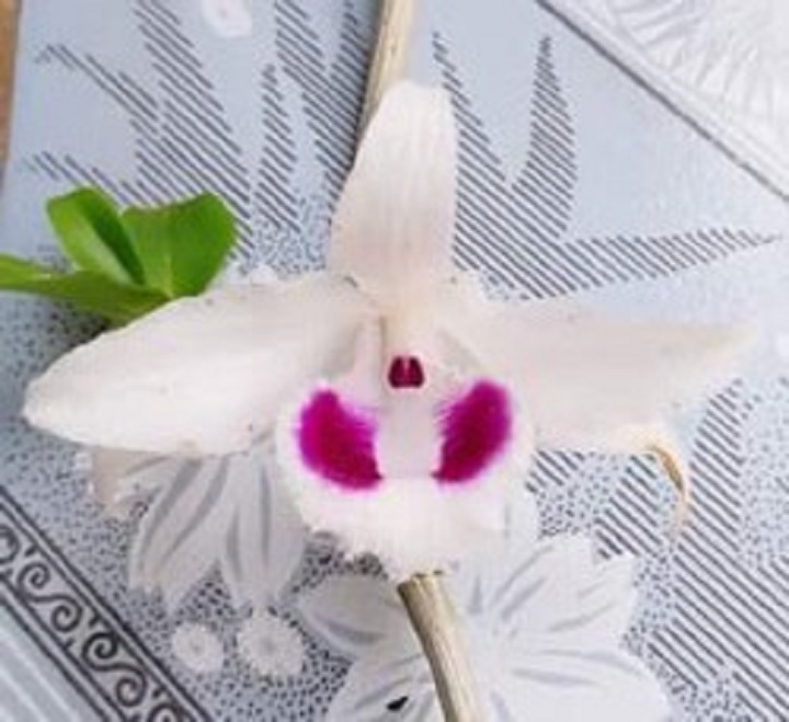 Hoa phong lan phi điệp 5ct cánh trắng phú thọ gieo hạt