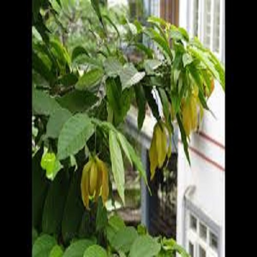 BẦU CÂY GIỐNG HOA DẺ THƠM