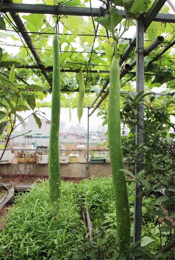 Hạt giống bầu sao siêu dài ( bầu sao quê ) Gói 10 Hạt