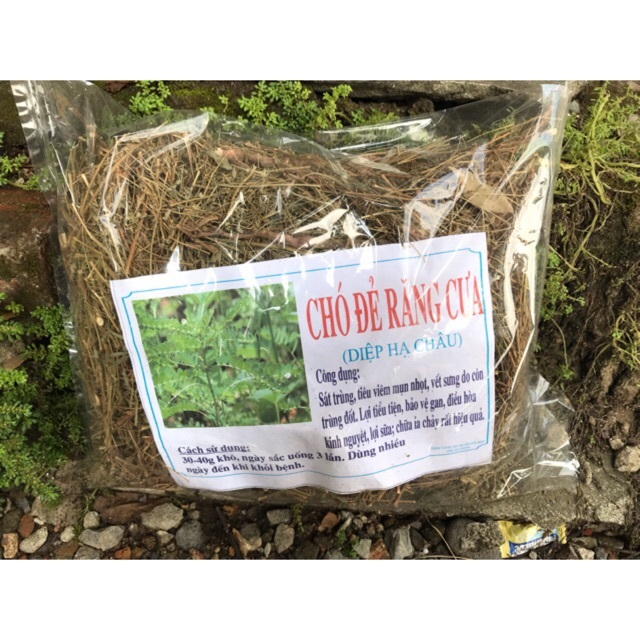 diệp hạ châu phơi khô