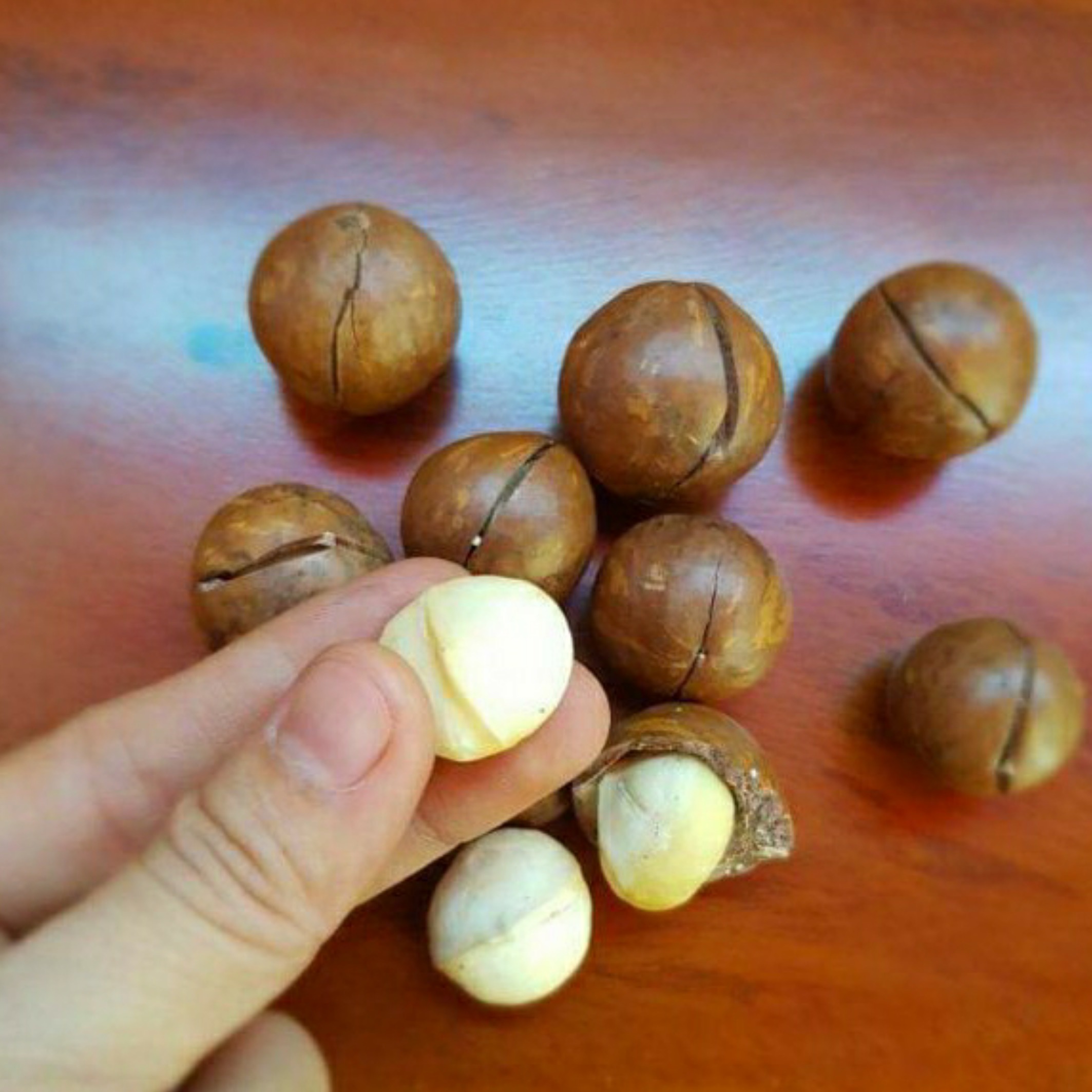 500g hạt macca sấy Lâm Đồng organic [zise nhỏ]