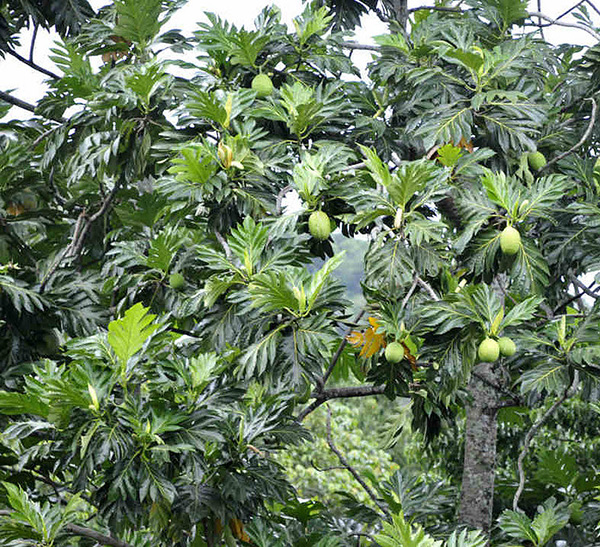 cây sakê giống (cây bánh mỳ)