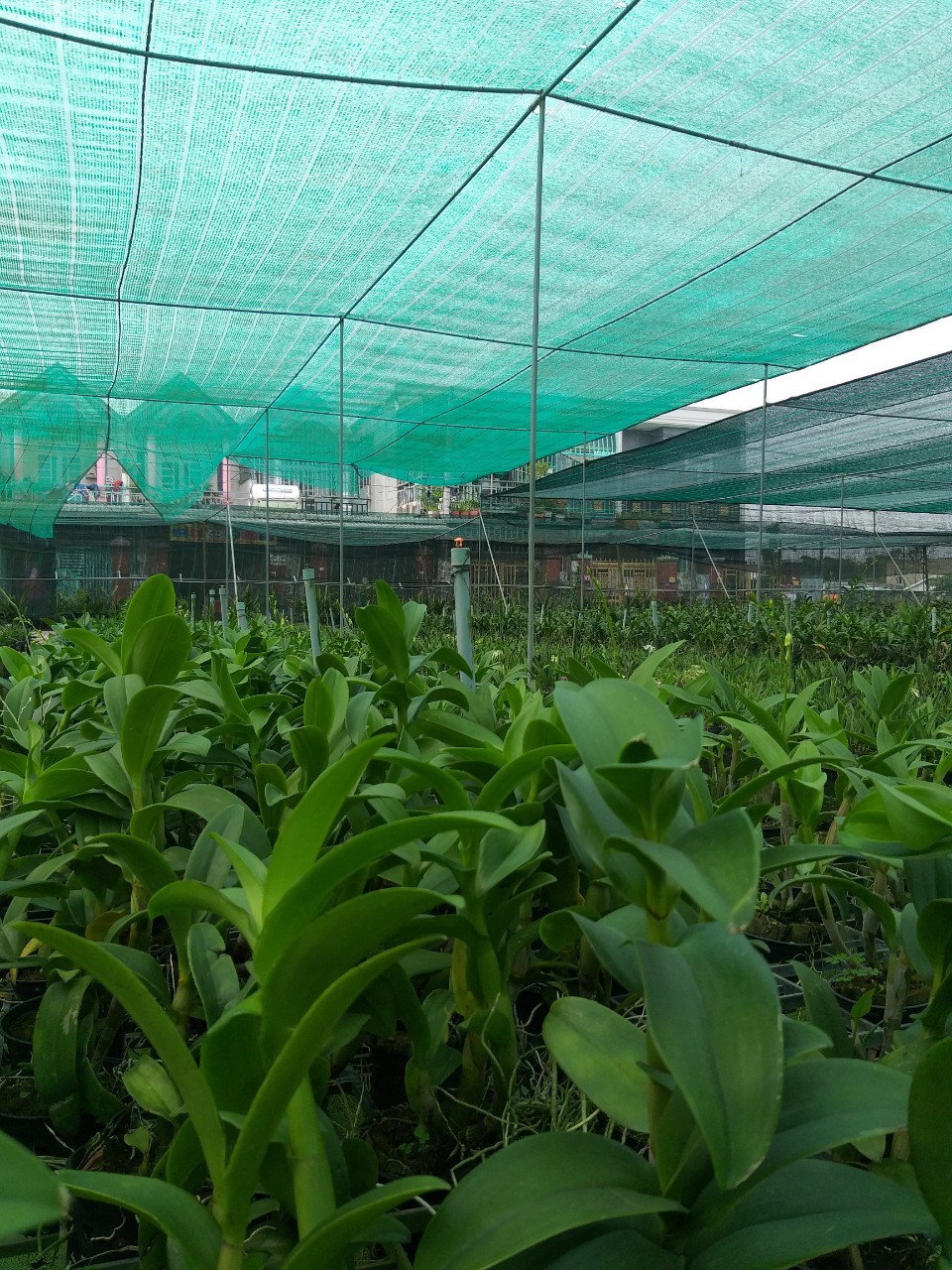 Lan Denro Bò Hồng F12