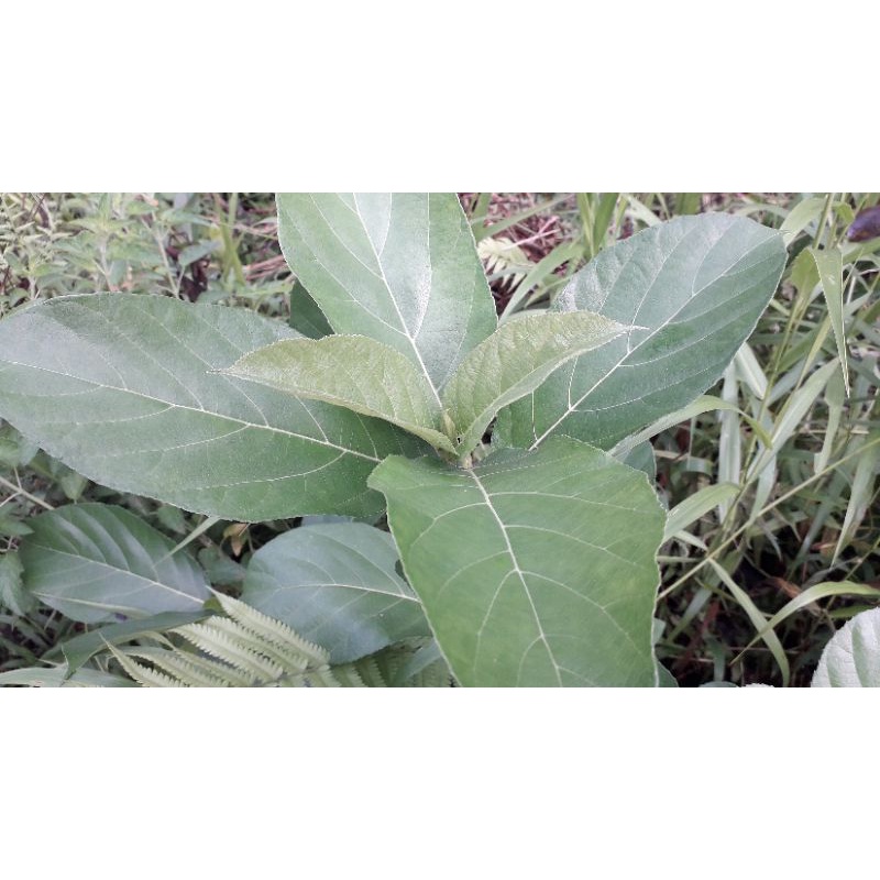 1kg lá ngái sao vàng hạ thổ (đọc kỹ mô tả )