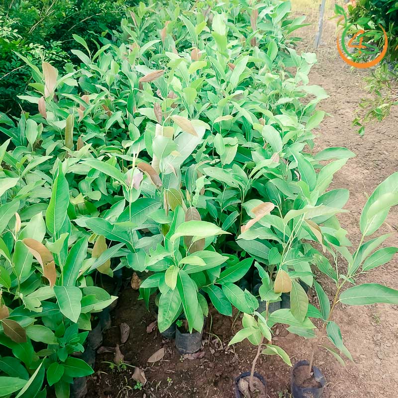 Cây giống kơ nia [ trồng làm bóng mát vs thu hoạch quả lấy hạt ]