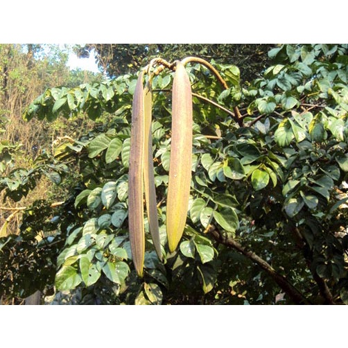 Cây giống núc nác rừng (giao nhanh)
