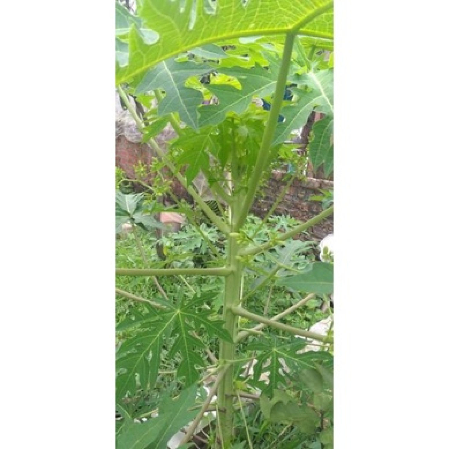 Hạt giống đu đủ đực siêu hoa (100 Hạt)