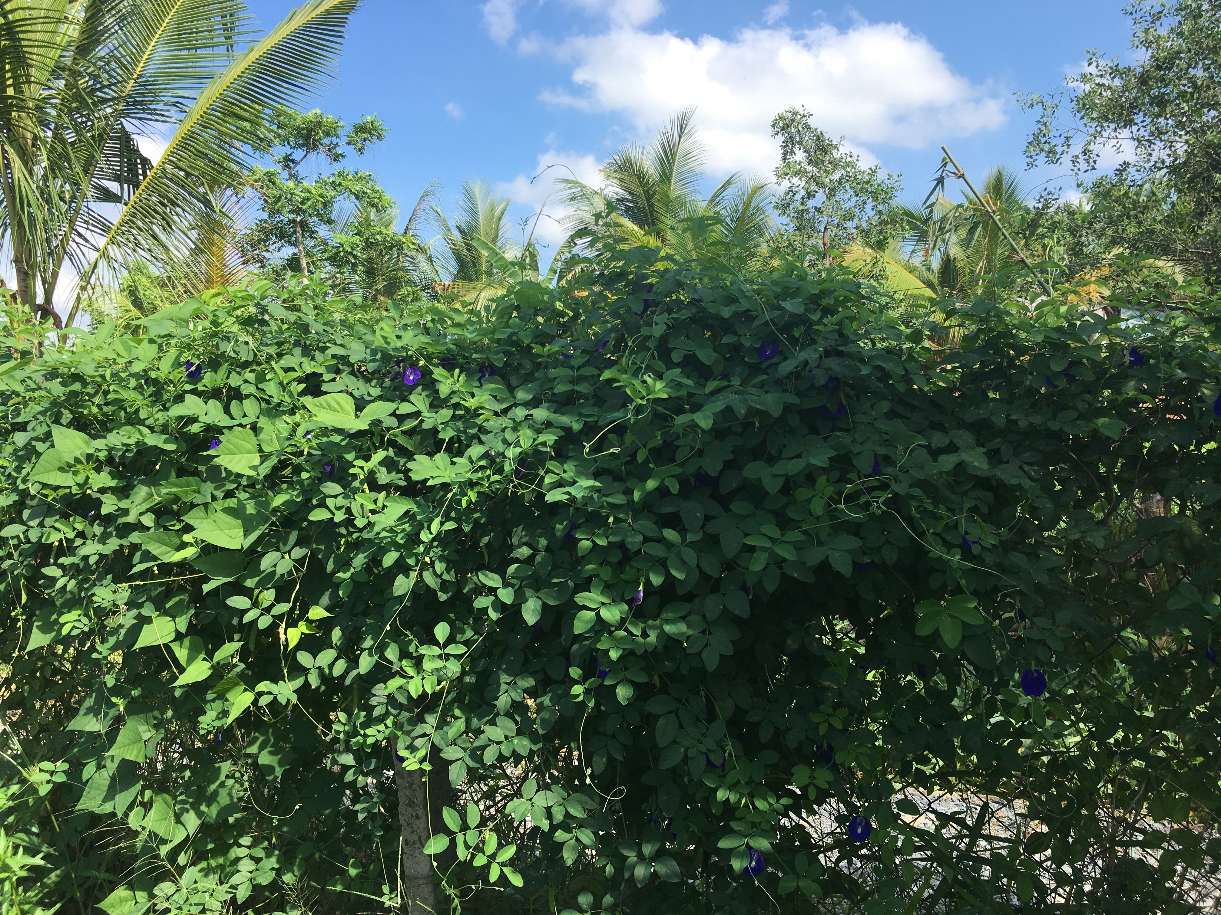 Hạt giống hoa đậu biết (20 hạt)