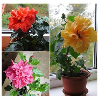 NGUYÊN CHẬU HOA DÂM BỤT LÙN THÁI LAN ĐỦ MÀU - NCCGHDBTLD,