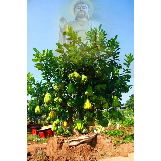 Cây giống phật thủ siêu trái (siêu sớm)