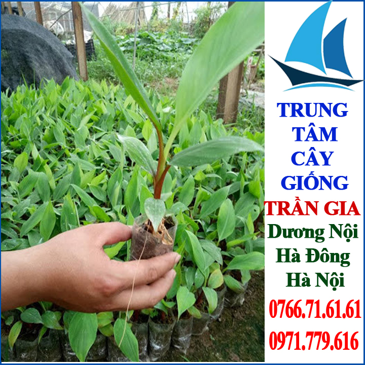 Giống Cây Chuối Đỏ Dacca ( 5 cây )