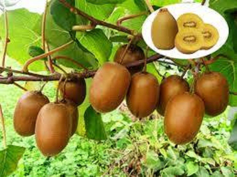 CÂY GIỐNG KIWI LEO GIÀN RUỘT XANH DÒNG QUẢ SỚM, CAM KẾT CHUẨN GIỐNG F1