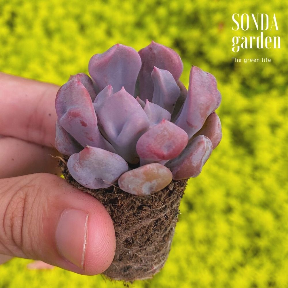 SEN ĐÁ CÚC HỘT SIZE MINI SIÊU KHỎE ĐẸP LỖI 1 ĐỔI 1