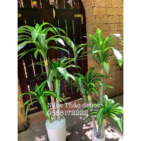cây giả _ cây phát tài 1m6 _ Ngọc Thảo decor