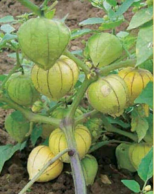 Hạt giống Thù Lù Nam Mỹ