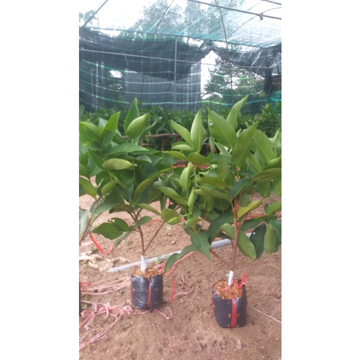 CÂY GIỐNG ROI ĐỎ (MẬN ĐỎ AN PHƯỚC) (cây giống bảo hành )