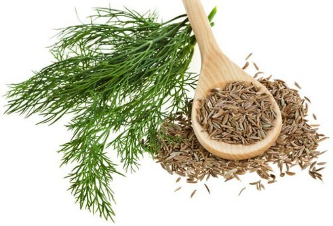 hạt giống thì là bốn mùa