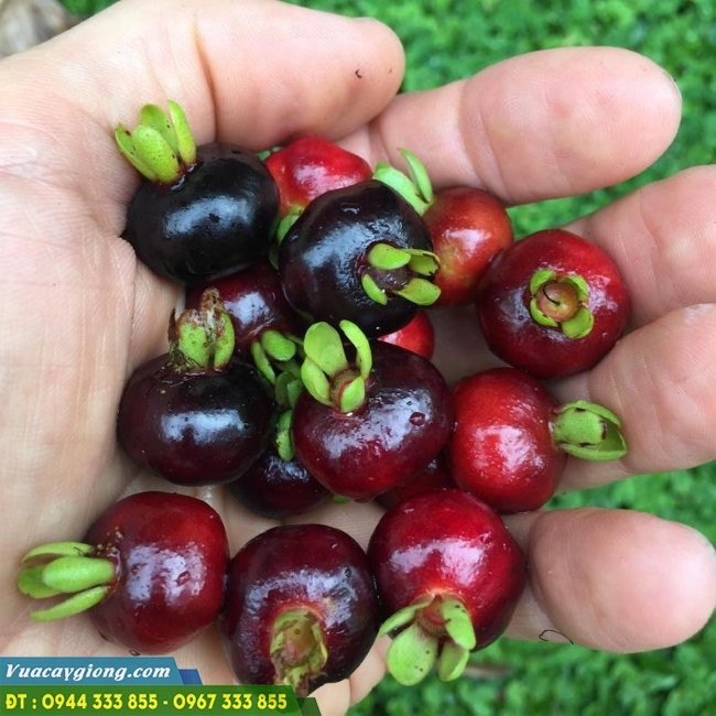 Cherry brazil, cây giống f1, hàng gửi đi nguyên bầu