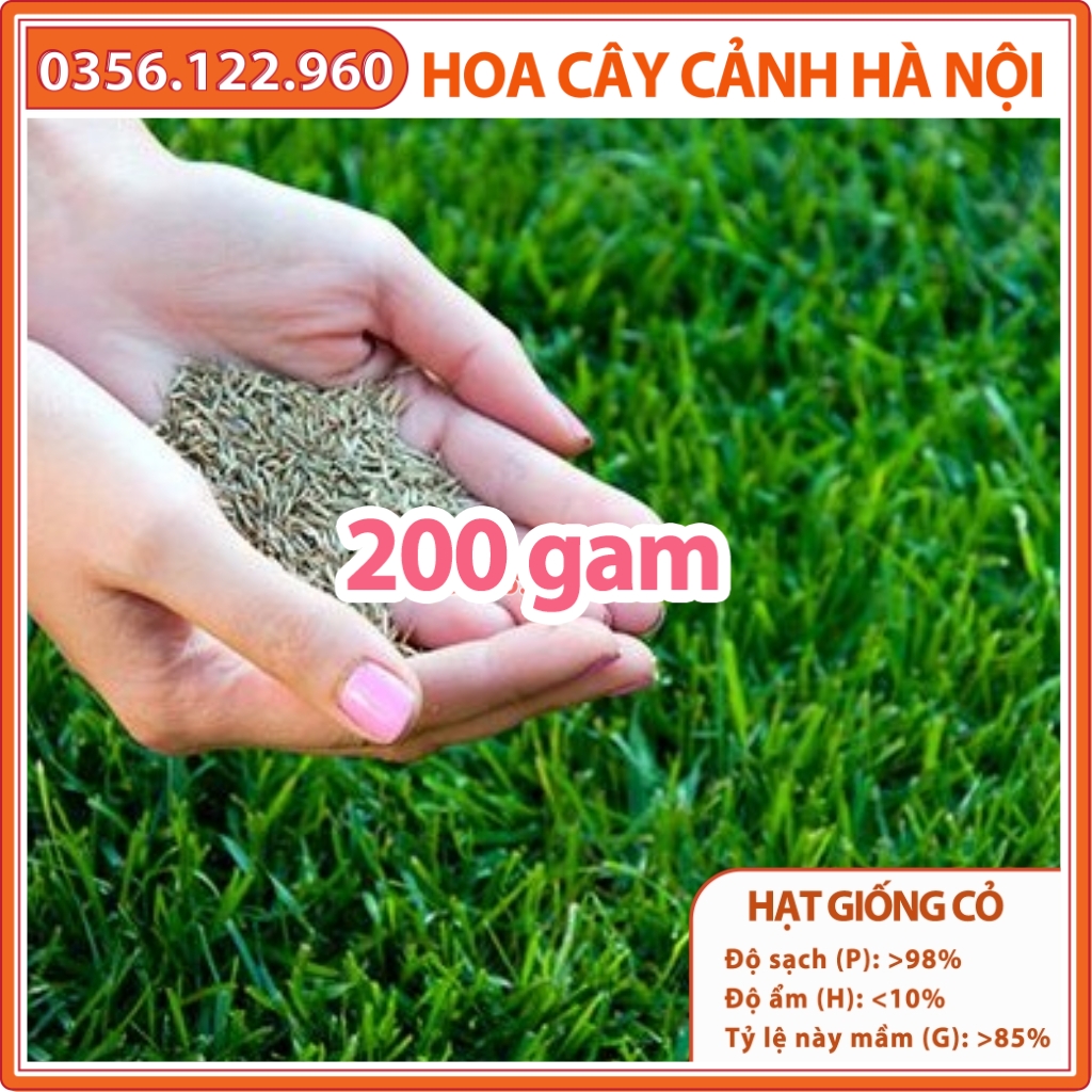 Hạt giống cỏ thảm Bermuda 200g (cỏ chỉ, cỏ gà) - cỏ sân vườn, công trình, chăn nuôi