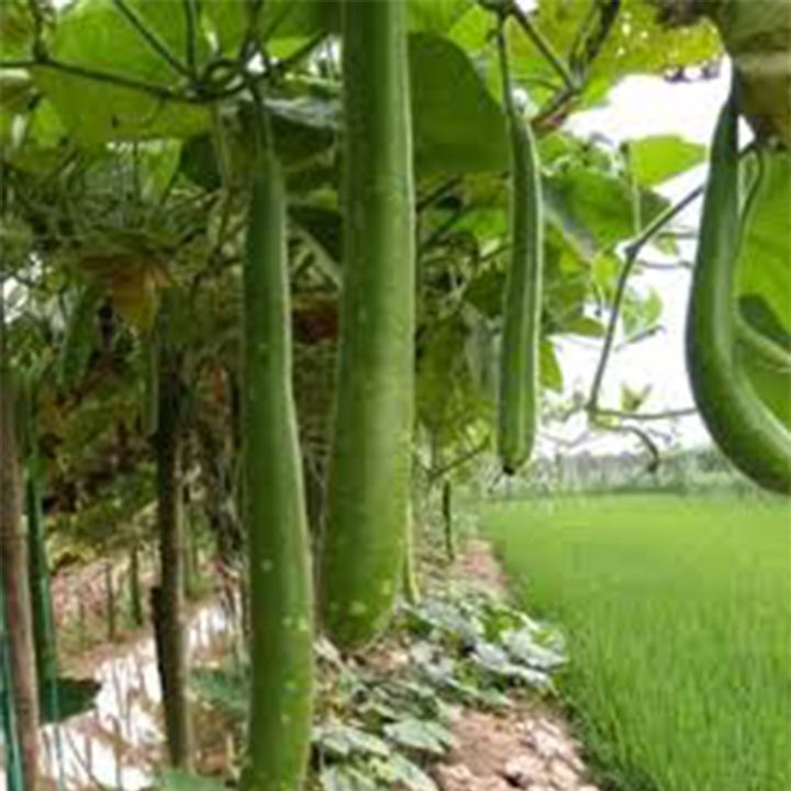 Hạt giống bầu sao dài 10 hạt