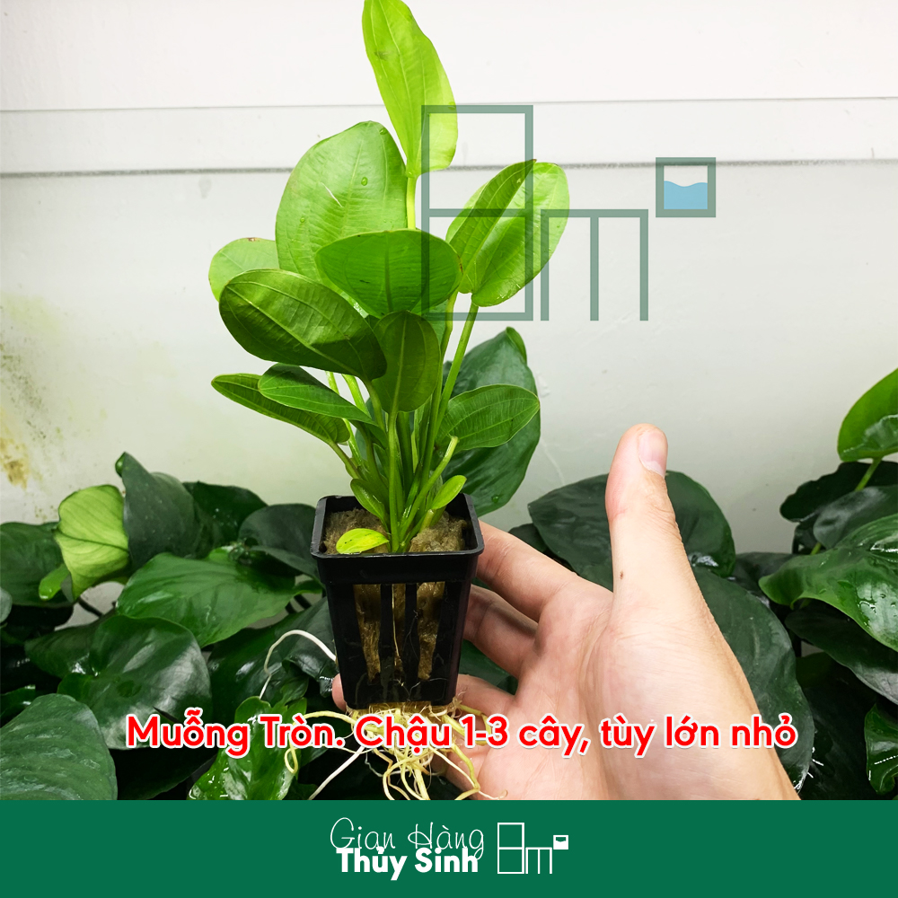 Cây lan nước , trầu muỗng xanh, cây thủy sinh không co2, hậu cảnh, cây bán cạn | 8m2
