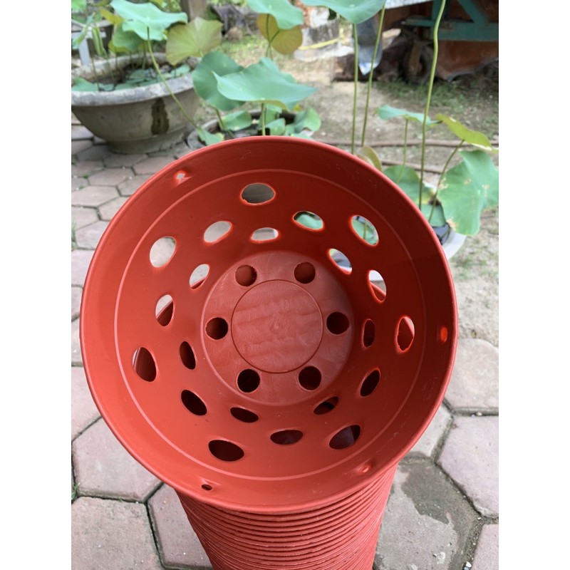 5 chậu trồng lan giả đất nung f200