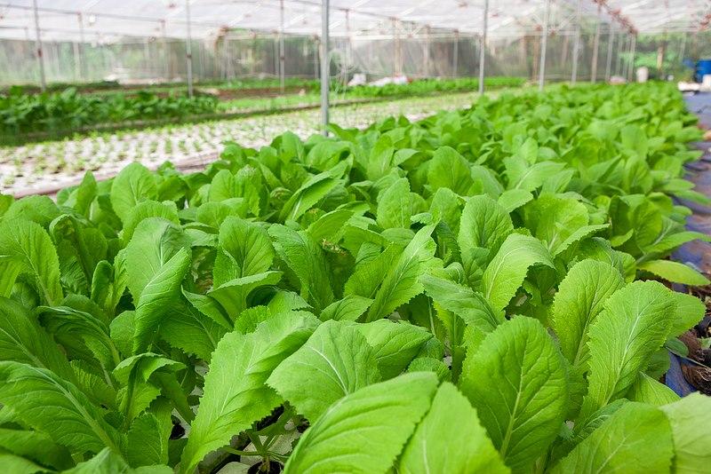 Hạt Giống Rau Cải Mơ Rau Cải Ngon