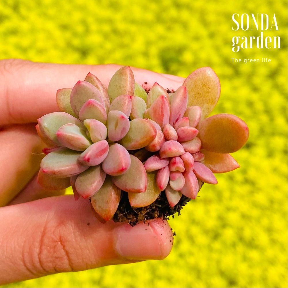 SEN ĐÁ AURORA GEM SIZE MINI SIÊU KHỎE ĐẸP LỖI 1 ĐỔI 1