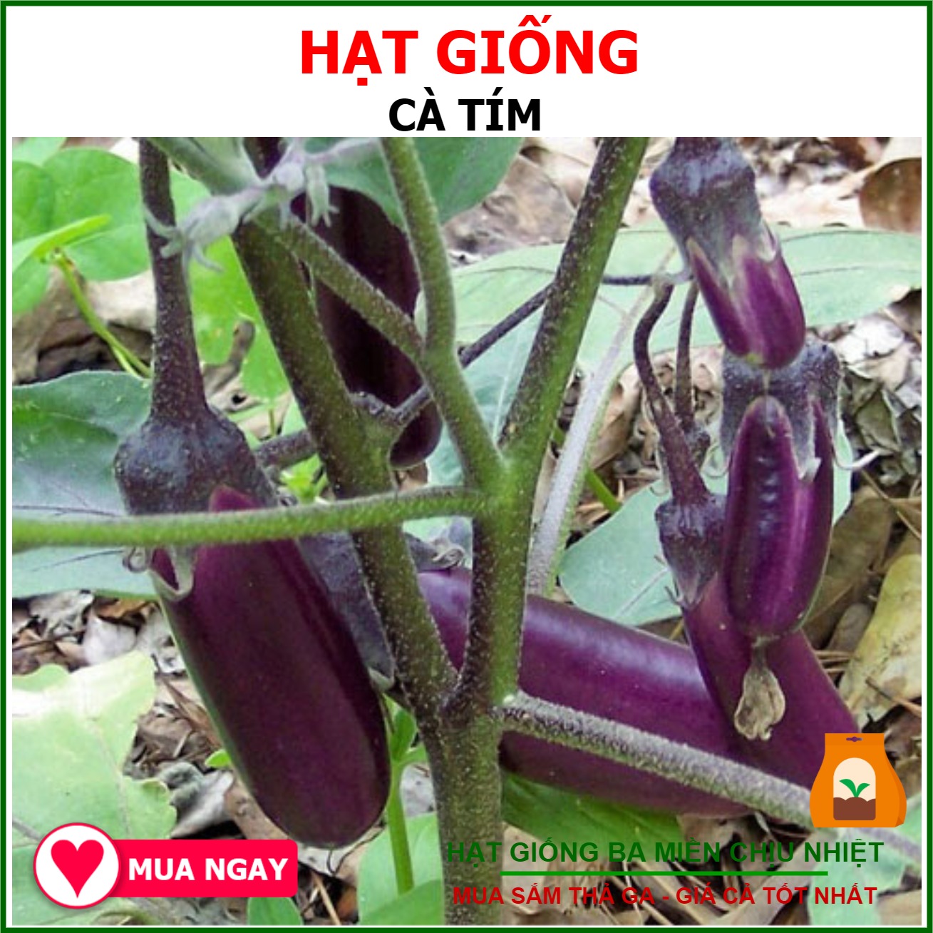 HẠT GIỐNG CÀ TÍM Trang Nông 1gram