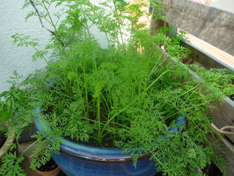 Hạt Giống Cà Rốt Củ Tròn Nhiều Dinh Dưỡng 1gr