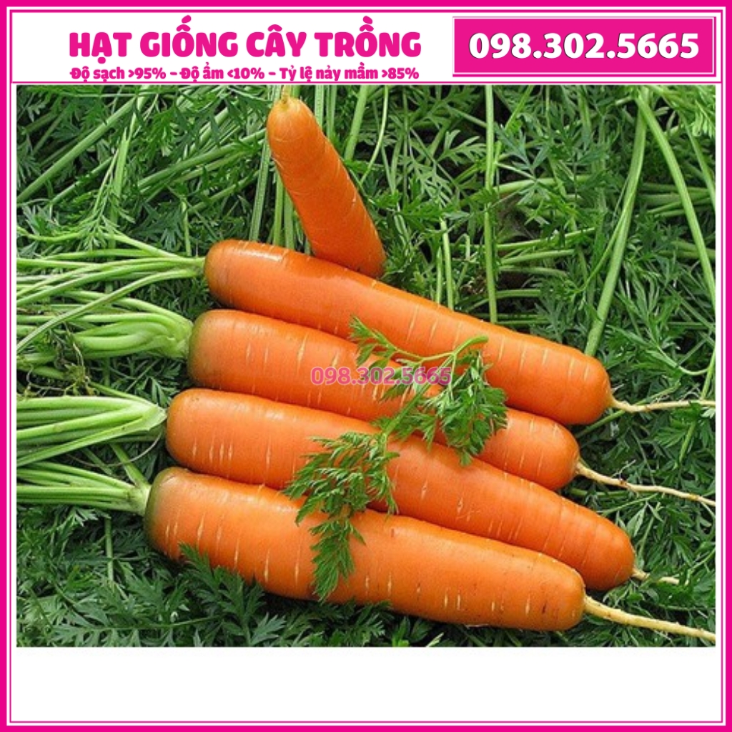 Hạt giống cà rốt Kuroda cao sản F1 dễ trồng dễ chăm sóc, năng suất cao - Gói 10g
