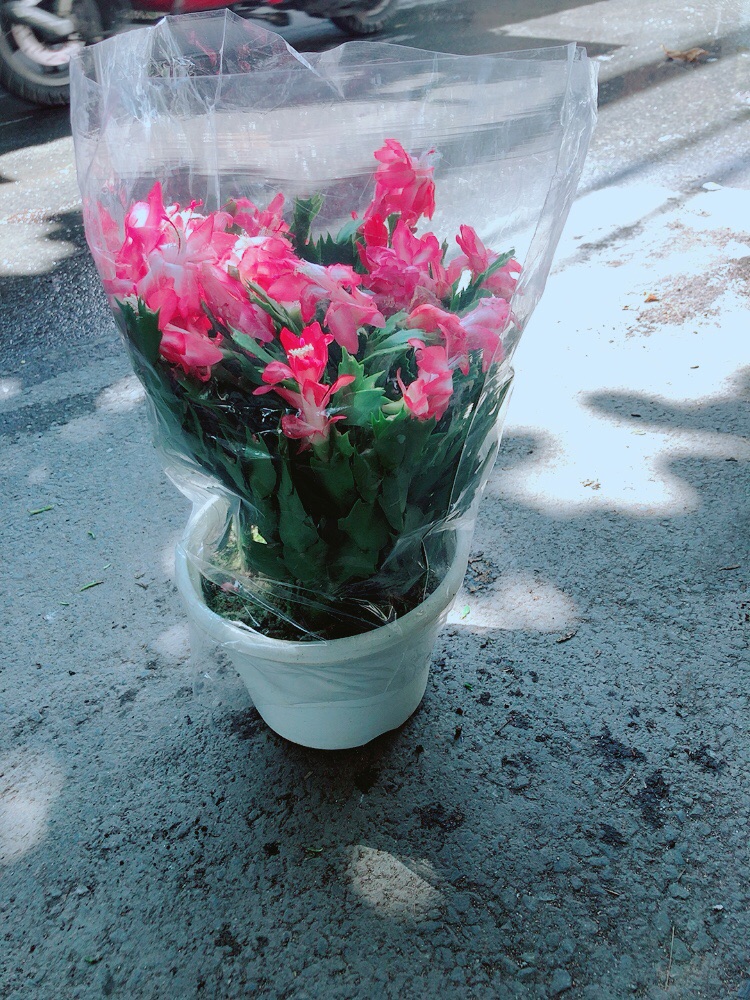 Chậu Hoa Quỳnh Size Đại
