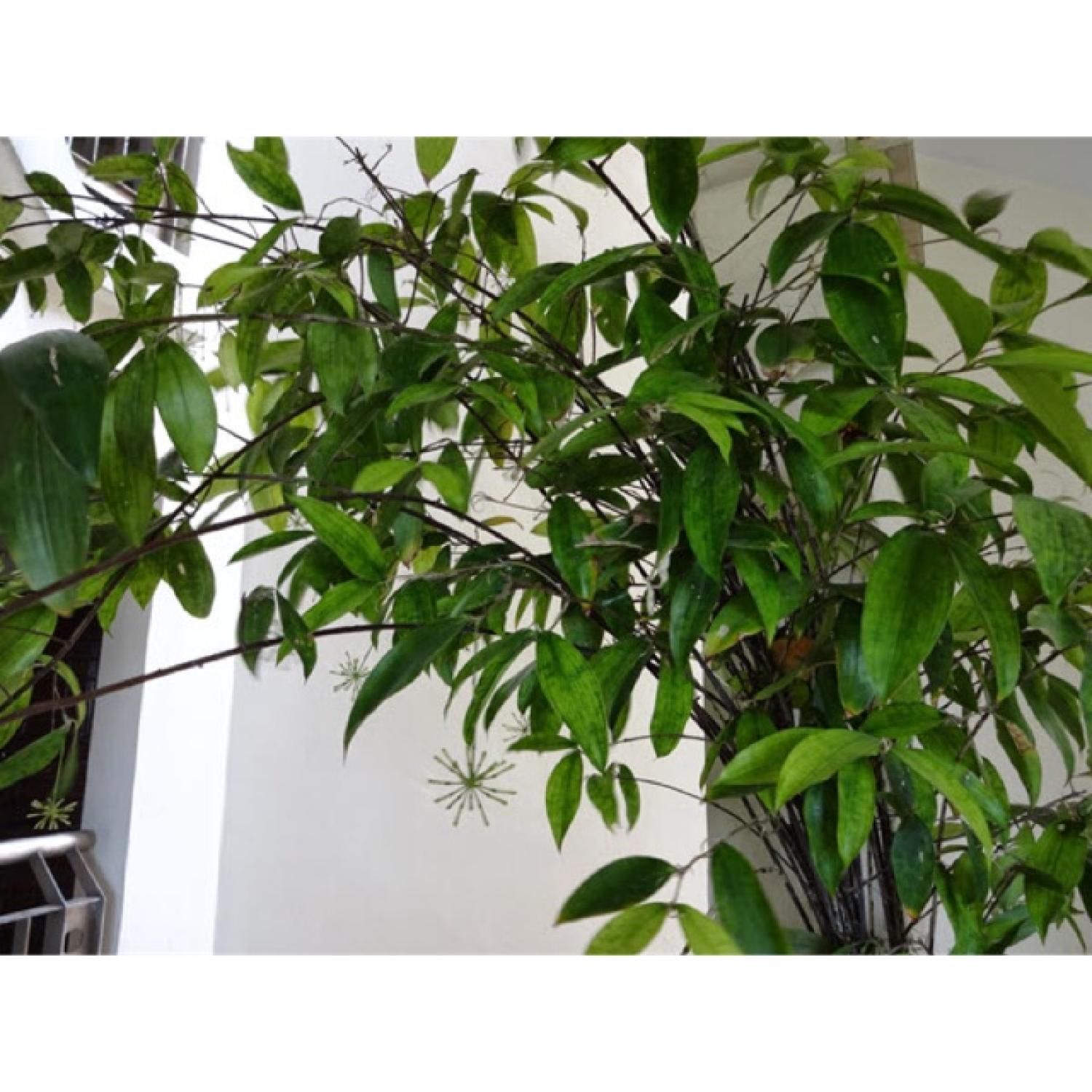 Cây trúc nhật cây con - ship 7 ngày
