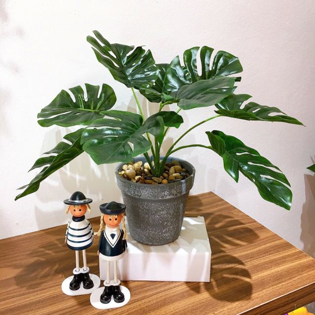 Cụm lá rùa 9lá, cao 30cm
