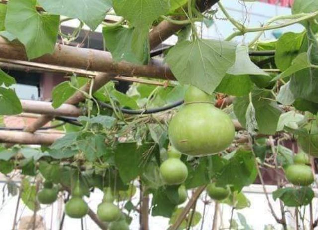 Hạt Giống Bầu Hồ Lô Khổng Lồ