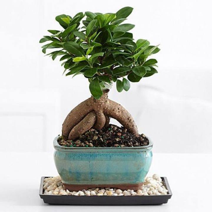 CÂY SANH LÙN NHẬT BON SAI (SZE LỚN)