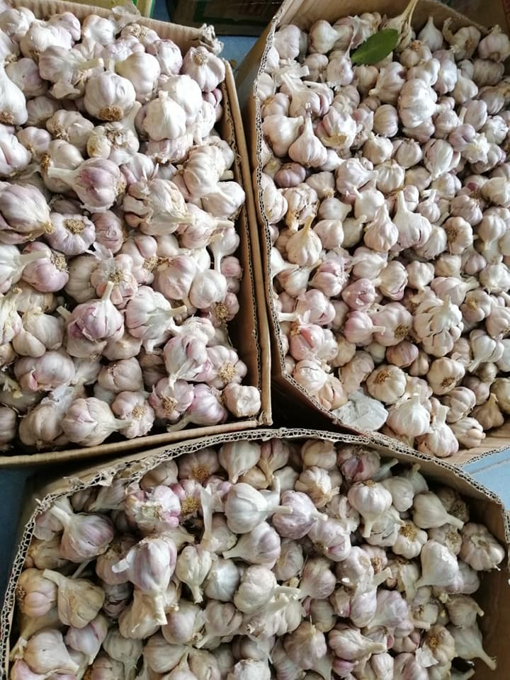Tỏi bắc 0.5kg loại ngon