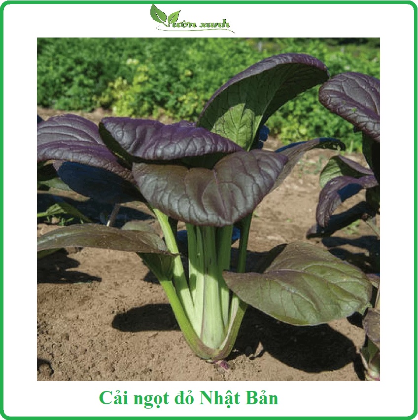 Hạt giống cải ngọt nhật đỏ 50 hạt