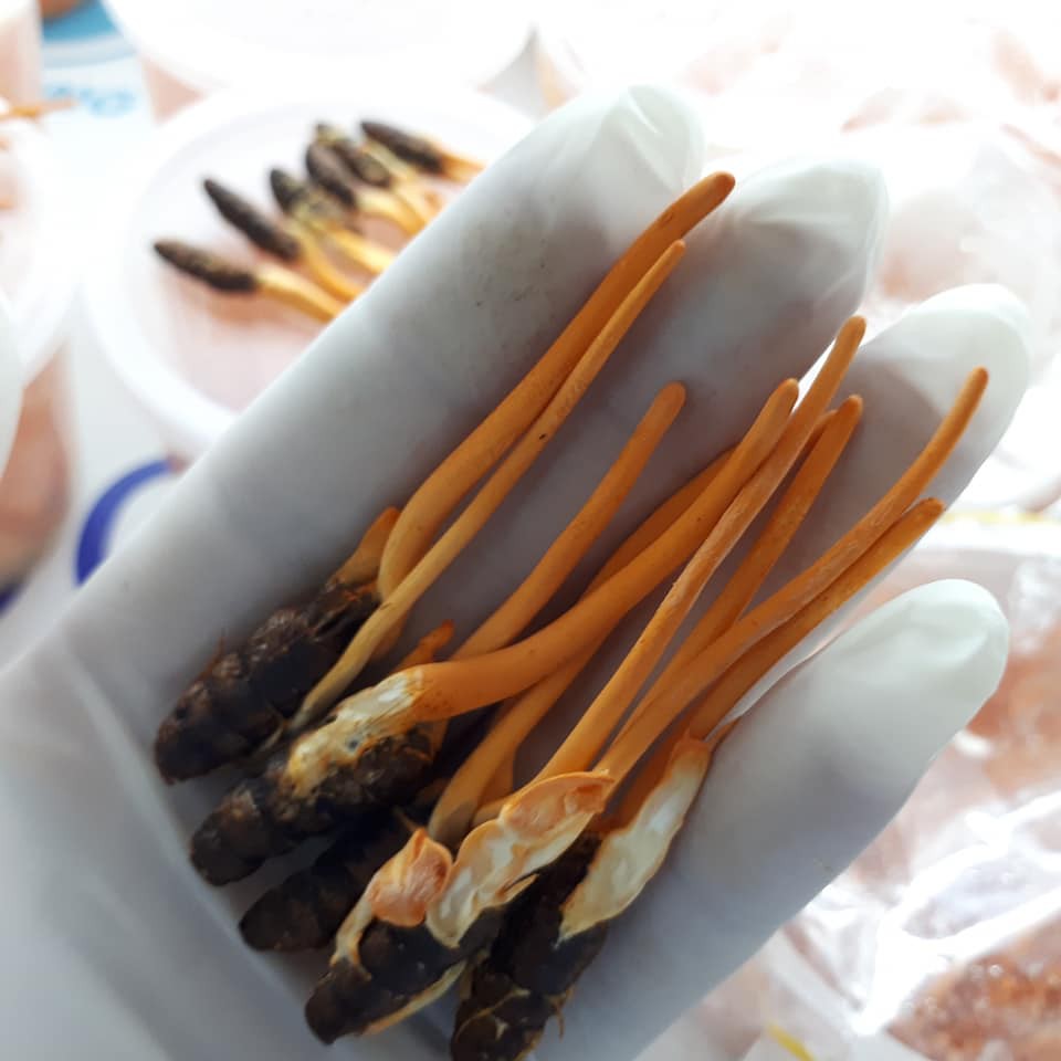 Combo 20 Con Đông Trùng Hạ Thảo Nguyên Con (2g/con)