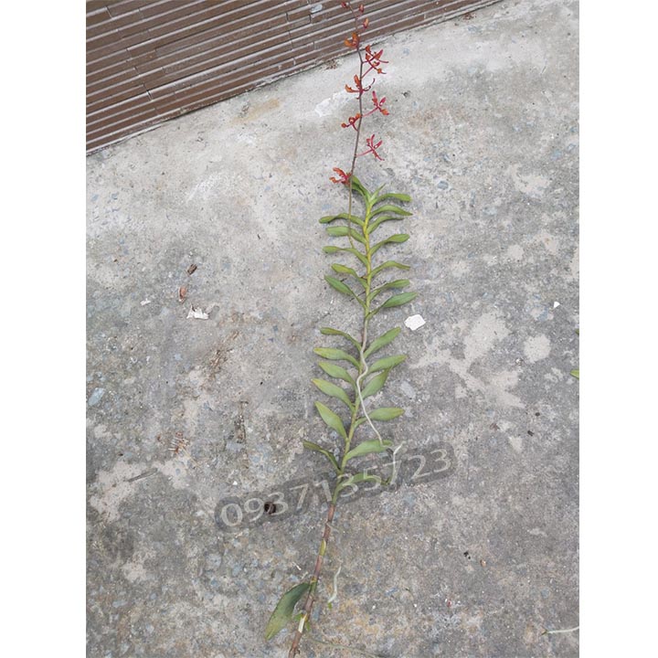 [HCM]CÂY LAN PHƯỢNG VĨ ĐỎ - CÂY CÓ 1 VÒI HOA