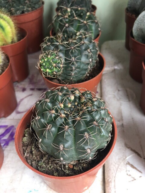 Xương Rồng Thần Long 7-8Cm