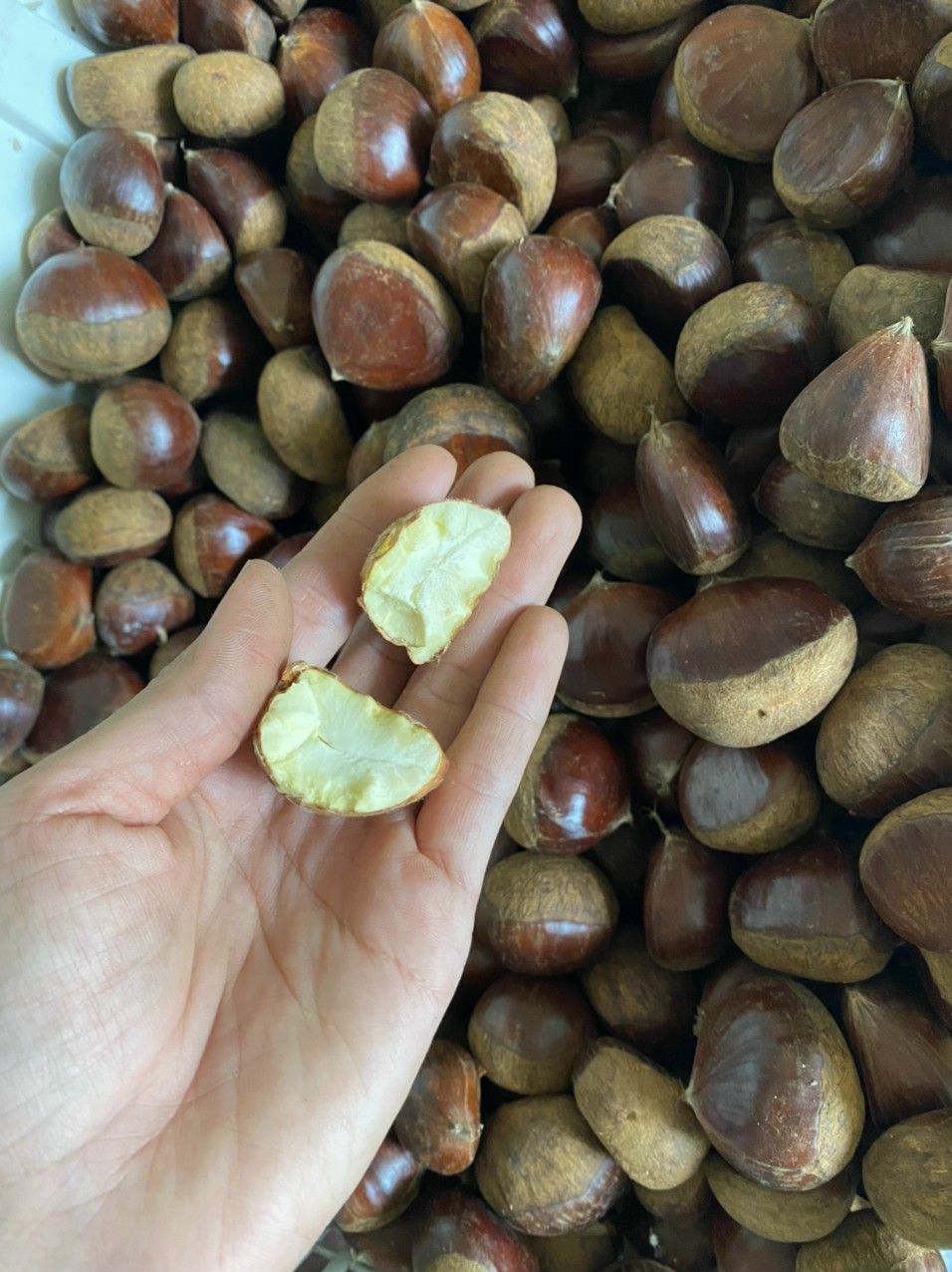 Hạt dẻ Cao Bằng 1kg
