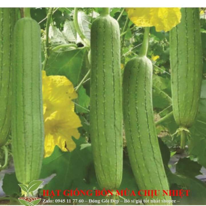 Farm Zone 79 34A 1G Hạt Giống Mướp Hương (Luffa Cylindrica)