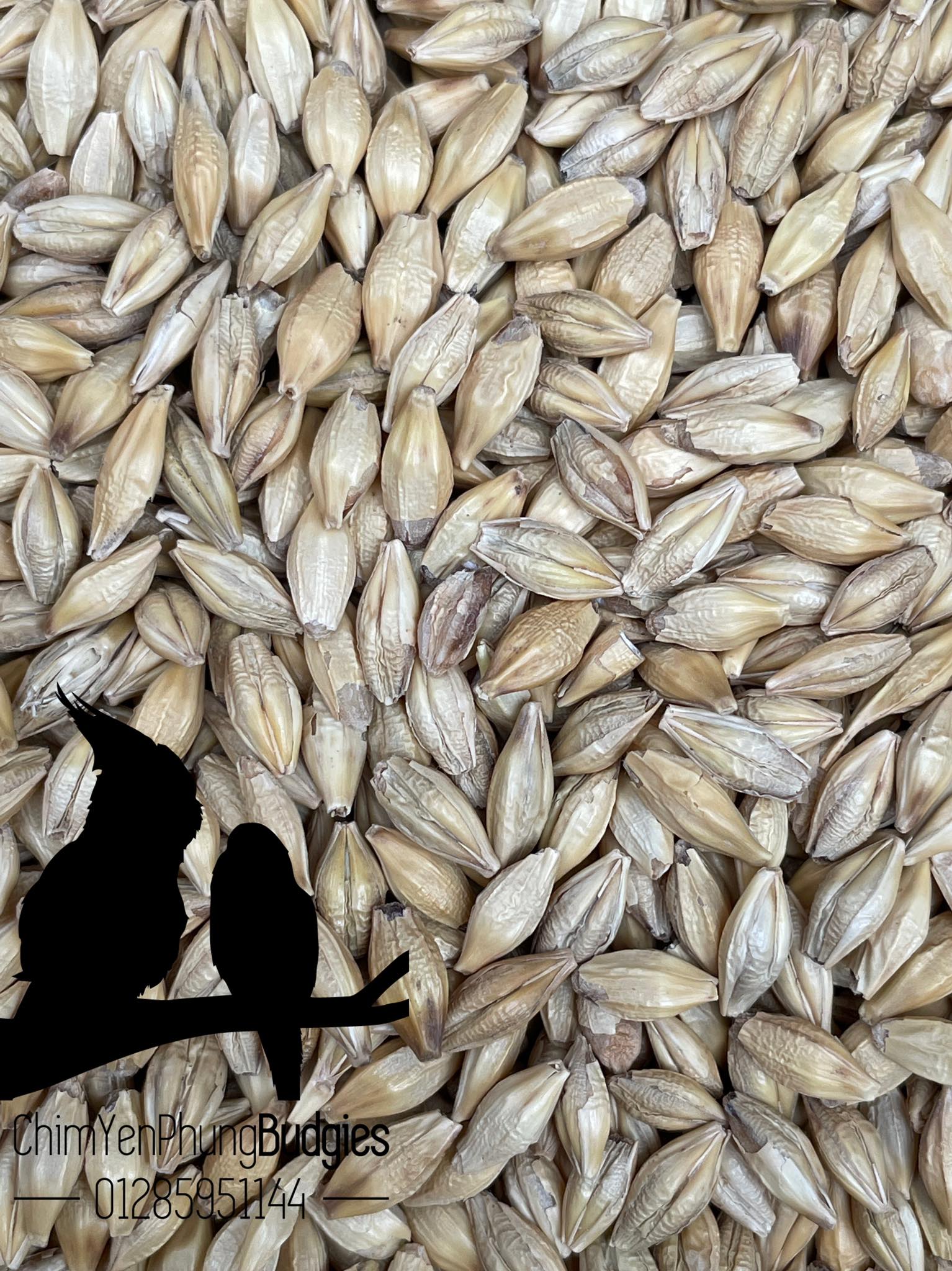 1kg hạt đại mạch (Barley Seed/Raw Barley) đa công dụng.
