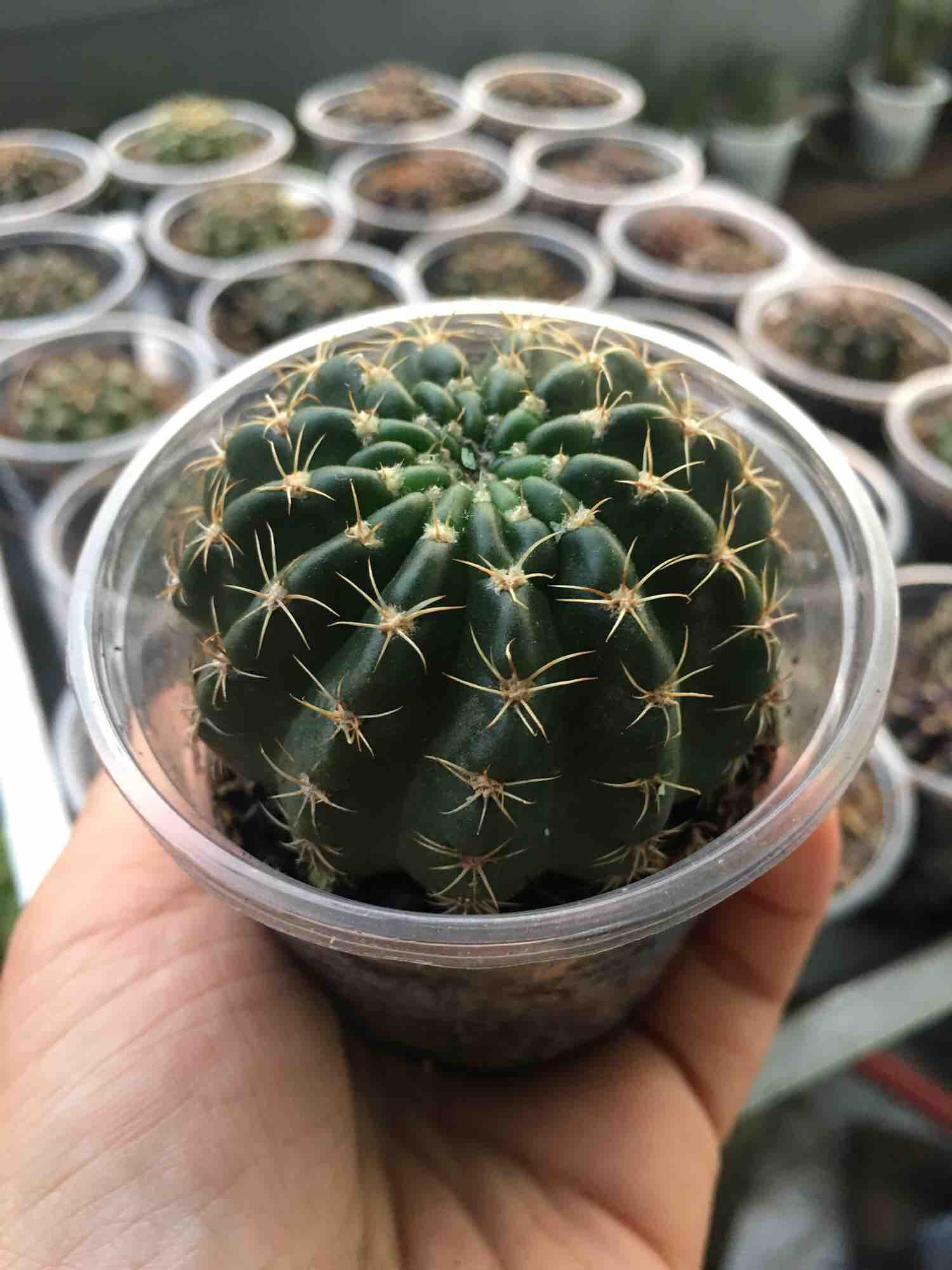 [HCM]Xương Rồng Lobi